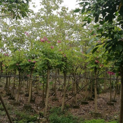 九游会老哥俱乐部论坛:如果在本期或以前业务执行过程中发现客户